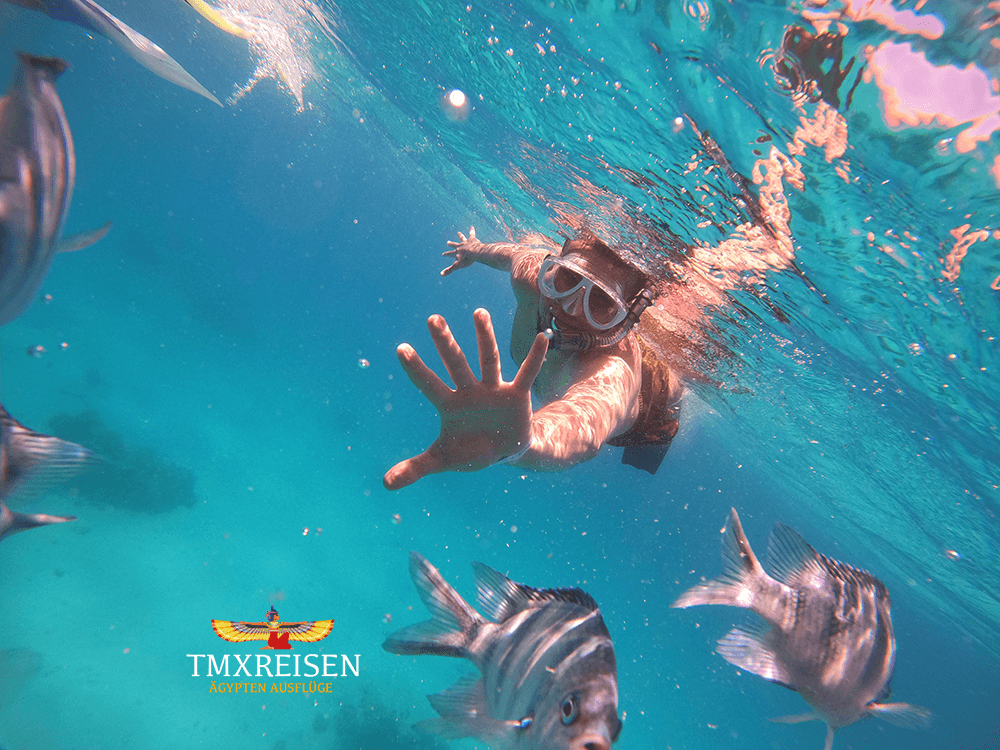 Schnorcheln in Hurghada zu Paradise_Insel Privat mit Speed Boot bei TMXREISEN-Hurghada Paradise Island-Schnorcheln Hurghada- Beste-Mögliche Aktivitäten in hurghada-Privat-hurghada-Marsa Alam Ausflüge-Marsa Alam Schnorcheln-Eine Übernachtung mit Delphinen in Masar Alam-Marsa Alam Schnorcheln Hausriff.