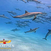 Schnorcheln mit Delphinen in Hurghada Privat bei TMXREISEN-Hurghada Schnorcheln-Mit Delfinen Schwimmen Hurghada-Mögliche Aktivitäten in Hurghada-Hurghada