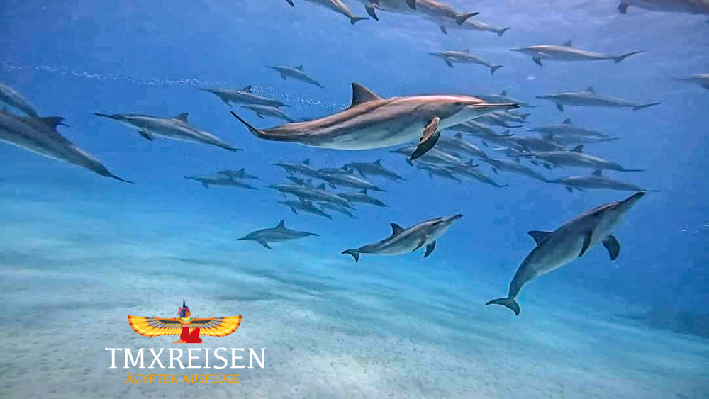 Schnorcheln mit Delphinen in Hurghada Privat bei TMXREISEN-Hurghada Schnorcheln-Mit Delfinen Schwimmen Hurghada-Mögliche Aktivitäten in Hurghada-Hurghada
