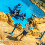 hurghada ausflüge-dolphin show hurghada- dolphin world hurghada- delphin show hurghada-delfin show hurghada Delphine Shoe in Hurghada bei TMXREISEN