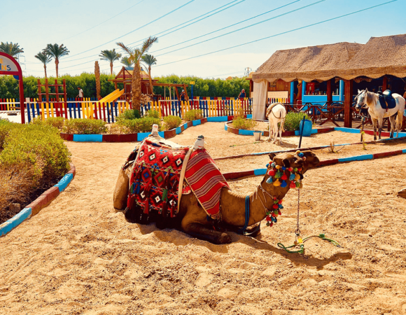 Kamelreiten im Theben West in Luxor