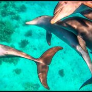 Schnorcheln Hurghada-Schnorcheln mit Delphinen in Hurghada-Schnorcheln mit Delfinen Hurghada-Beste-Hurghada Ausflüge-Hurghada Ausflugsziele