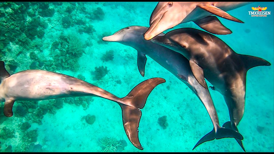 Schnorcheln Hurghada-Schnorcheln mit Delphinen in Hurghada-Schnorcheln mit Delfinen Hurghada-Beste-Hurghada Ausflüge-Hurghada Ausflugsziele